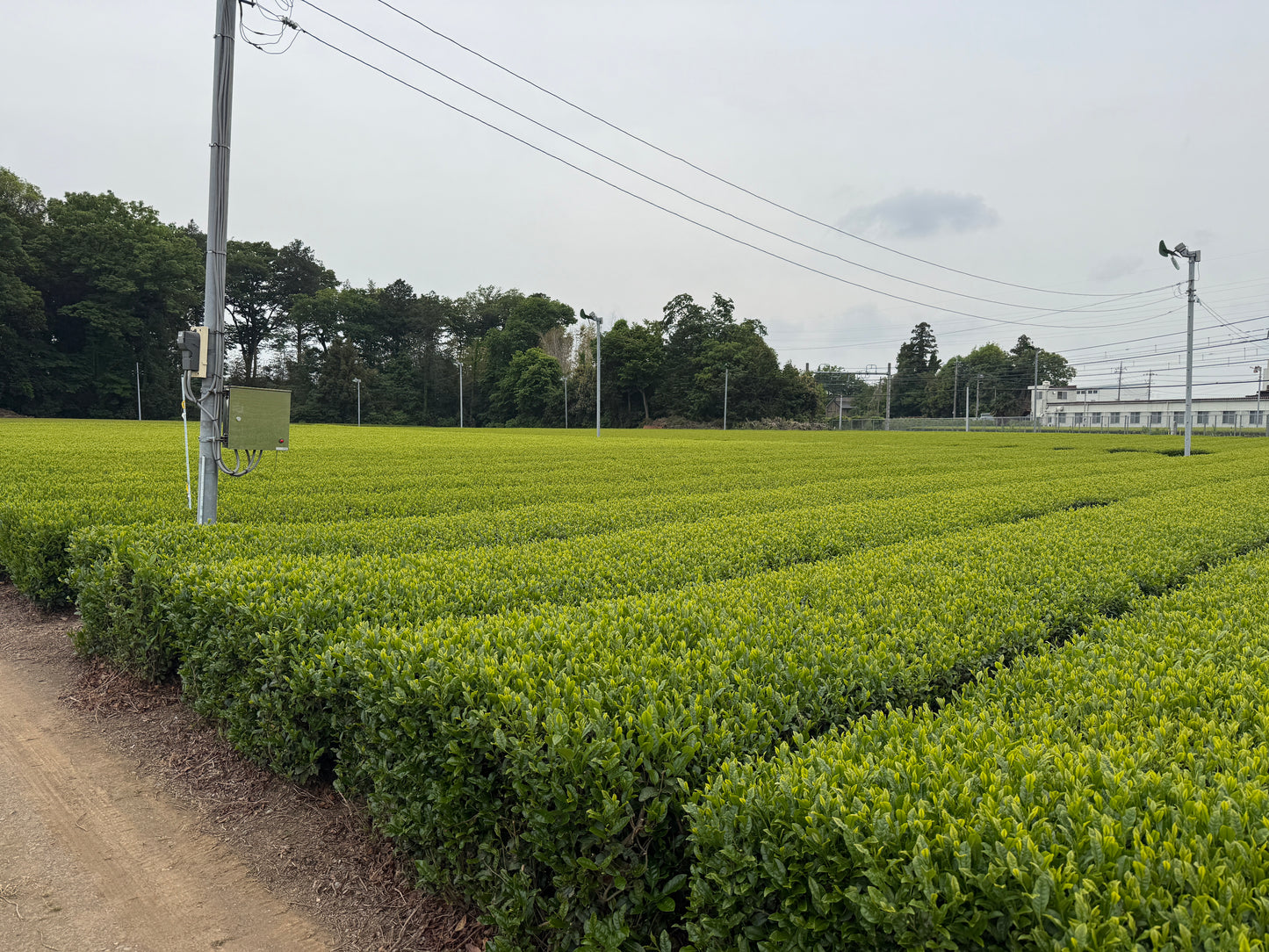 Wakoucha Izumi from Sashima - Spring 2024 "Honoka" 20g