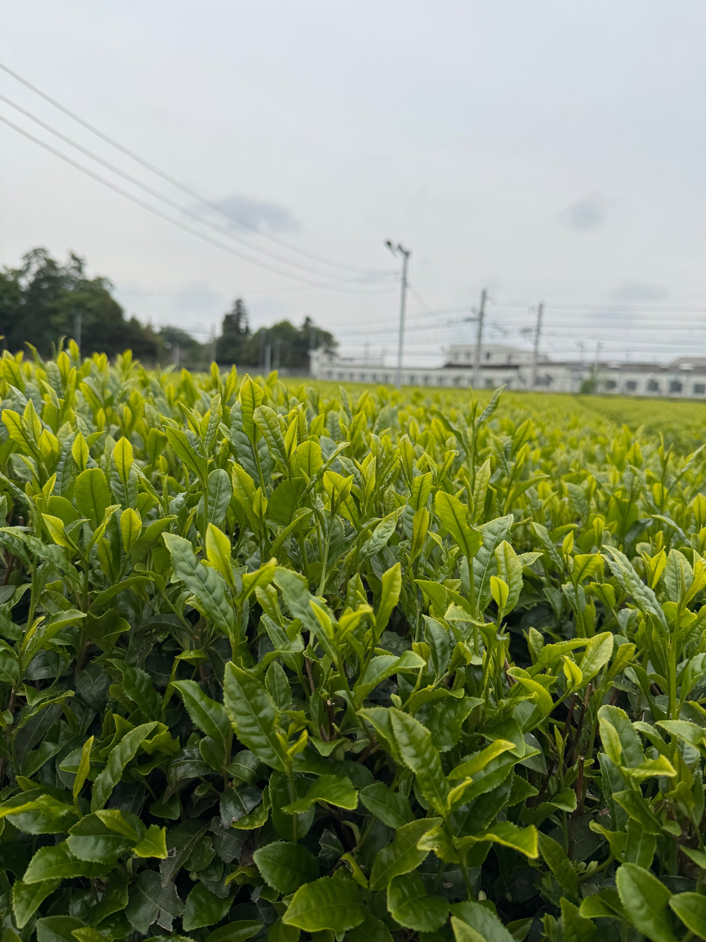 Wakoucha Izumi from Sashima - Spring 2024 "Honoka" 20g