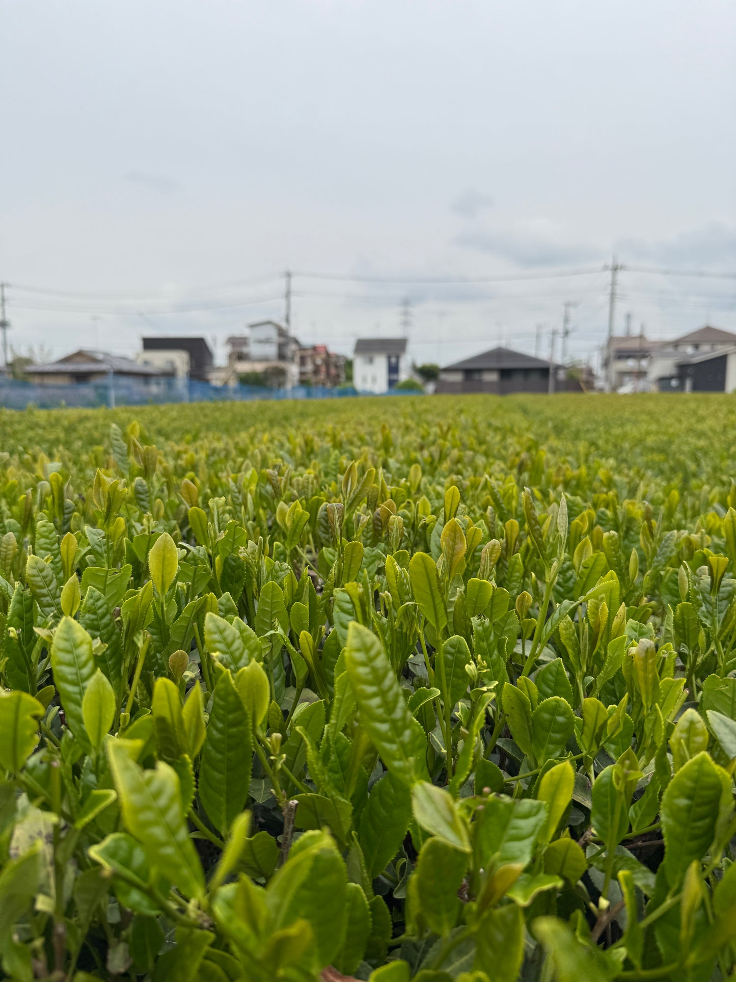 Wakoucha Izumi from Sashima - Spring 2024 "Honoka" 20g