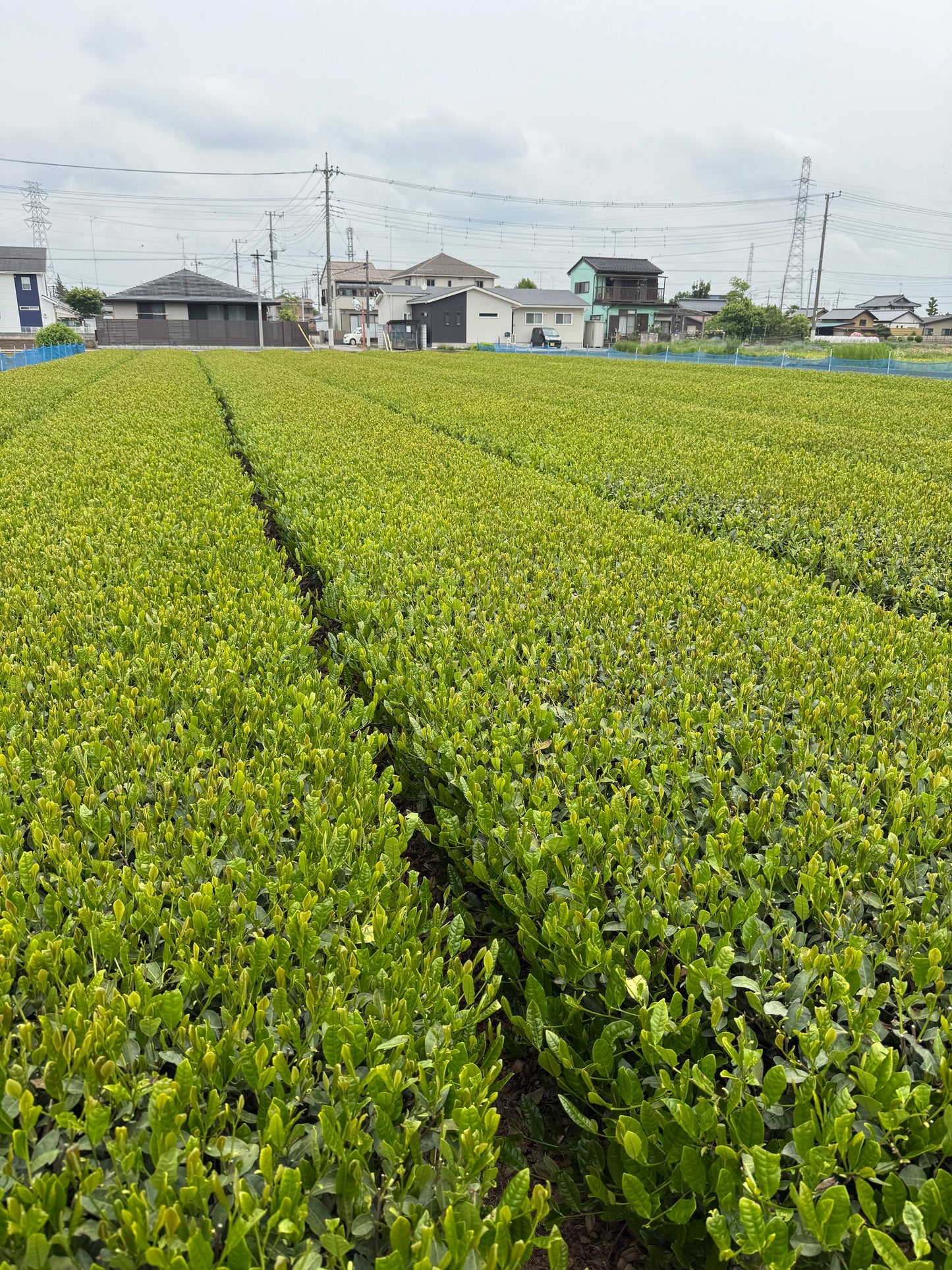 Wakoucha Izumi from Sashima - Spring 2024 "Honoka" 20g