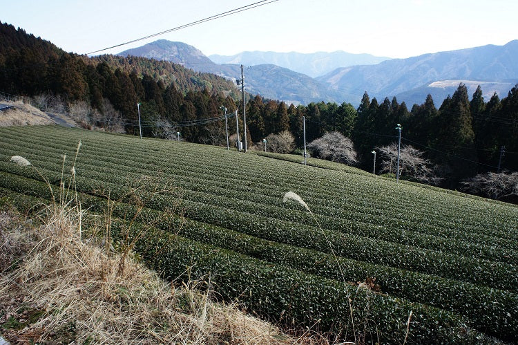 Yuzu WAKOCHA - Premium Organic black tea "Wakocha" with organic yuzu from Shizuoka Kawane - 50g