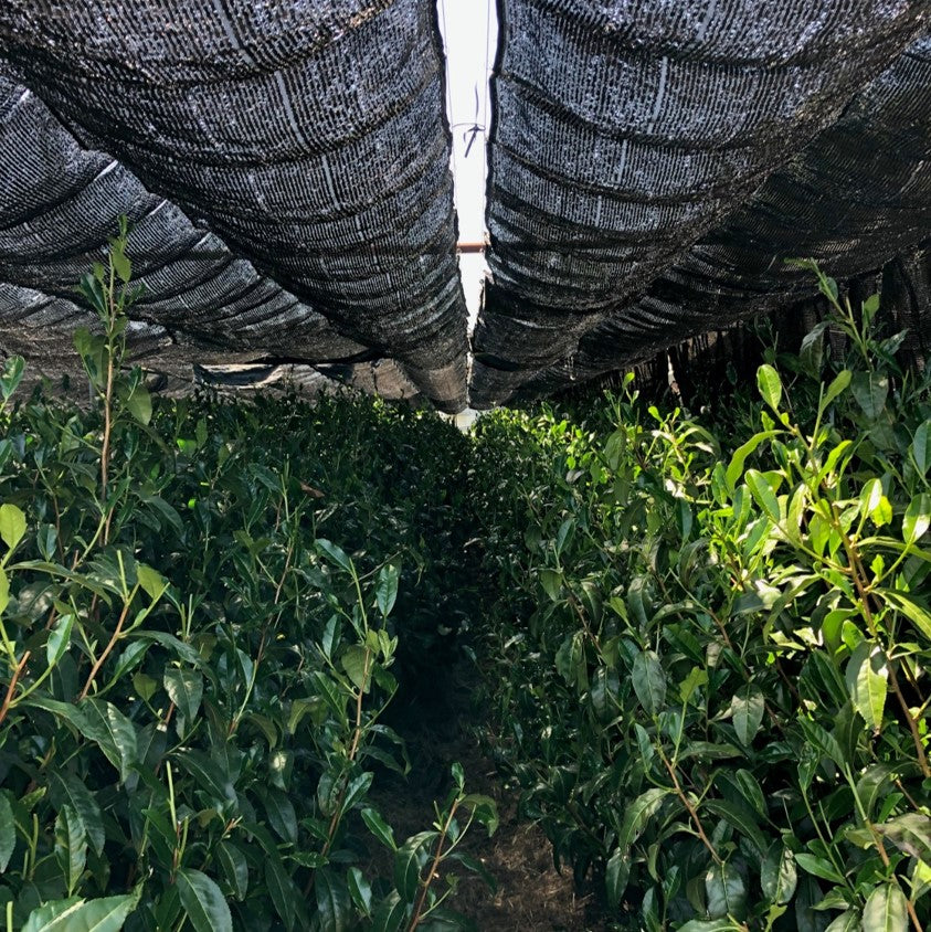 Spring Pick - Premium sencha "Hatsuzumi" from Sayama 50g