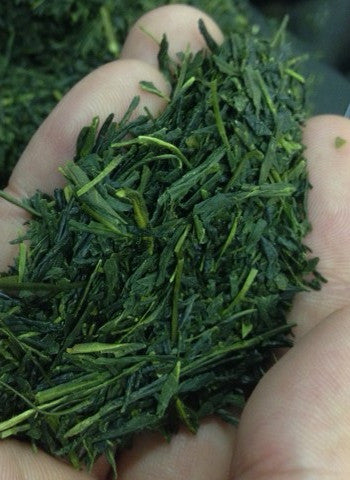 Shincha! 2015 Spring Pick Organic Sencha Green Tea