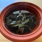 Wakoucha Izumi from Sashima - Spring 2024 "Honoka" 20g