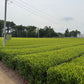 Wakoucha Izumi from Sashima - Spring 2024 "Honoka" 20g