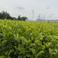 Wakoucha Izumi from Sashima - Spring 2024 "Honoka" 20g