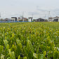 Wakoucha Izumi from Sashima - Spring 2024 "Honoka" 20g