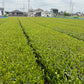 Wakoucha Izumi from Sashima - Spring 2024 "Honoka" 20g