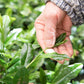 Premium Hand Picked KYOTO HON-GYOKURO from Japan 10g
