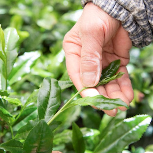 Premium Hand Picked KYOTO HON-GYOKURO from Japan 10g